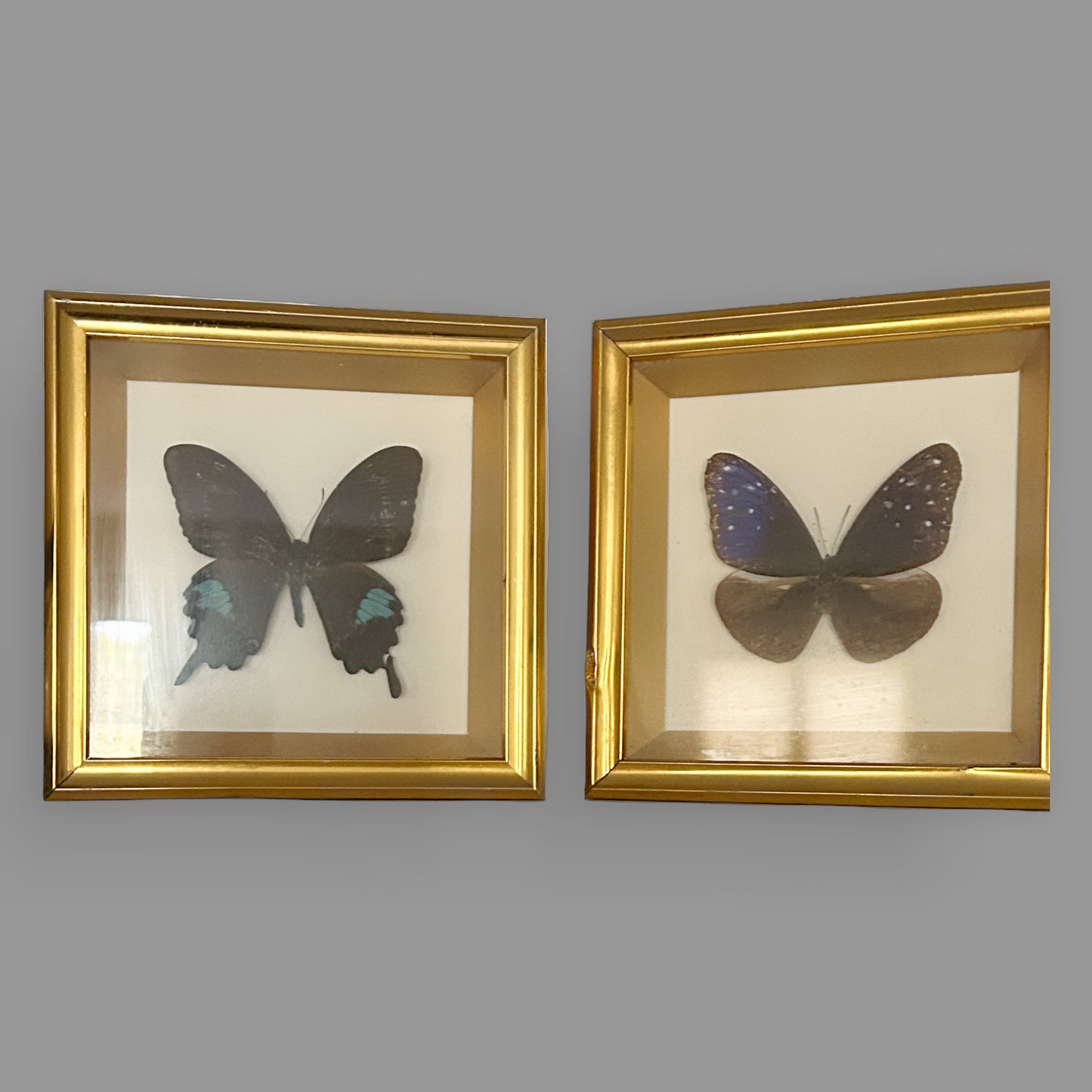 Framed Butterfly Taxidermy Shadow Box Set — detail view