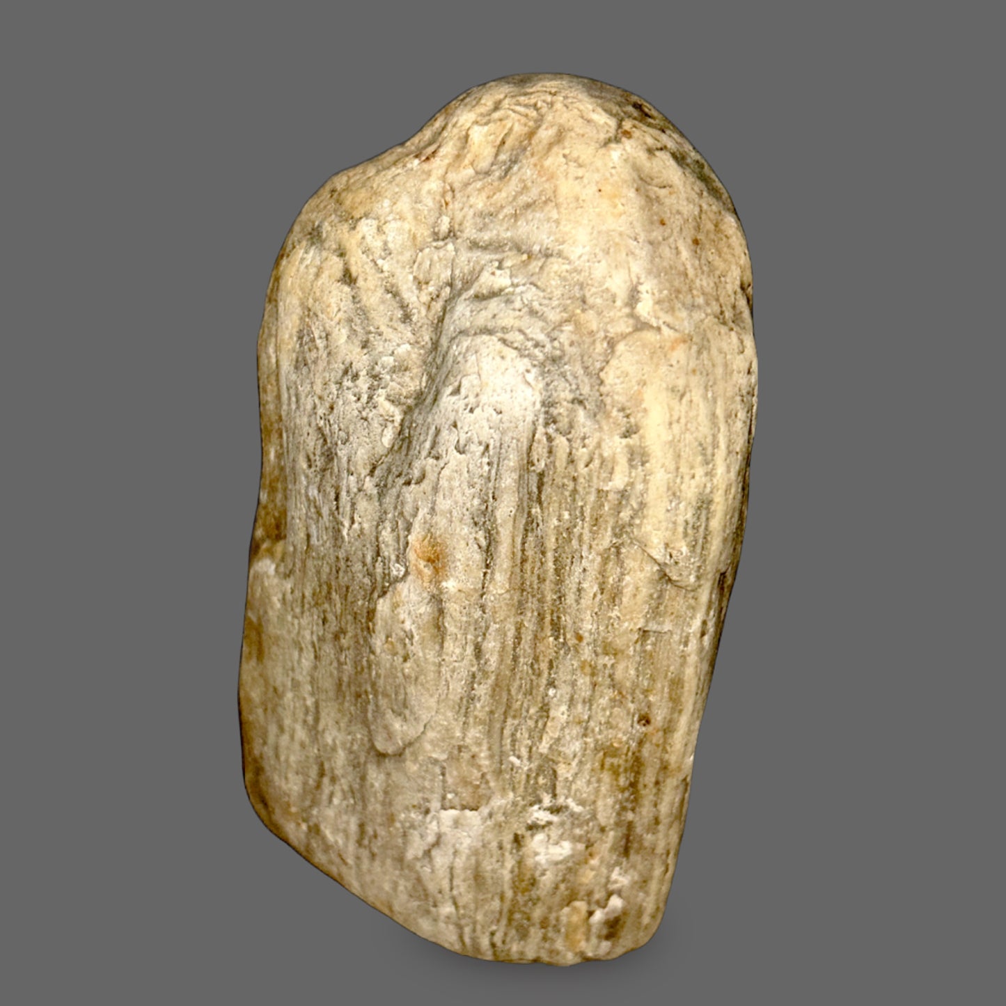 Petrified Wood Specimen — Grain Pattern Preserved in Stone, 266g — detail view