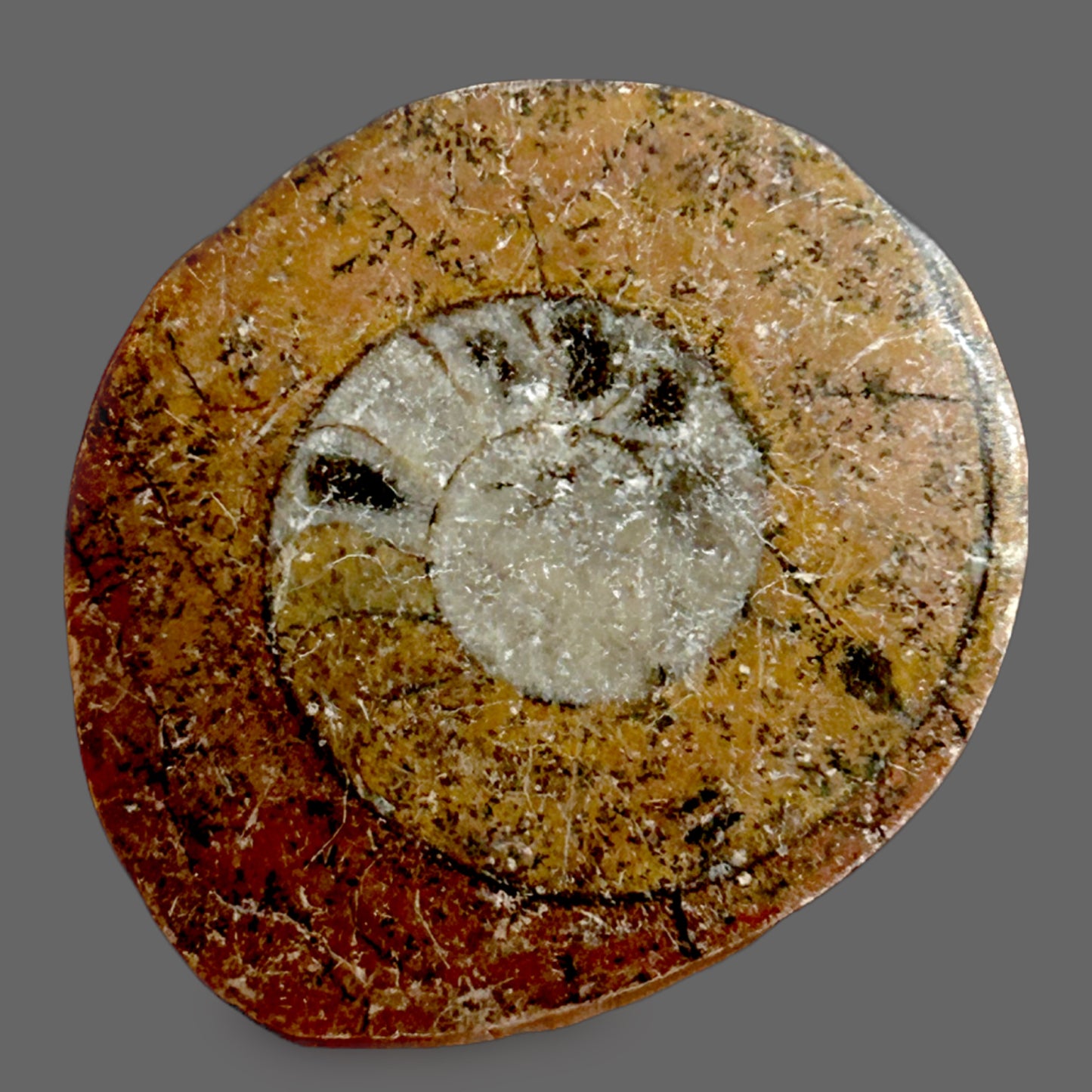 Polished Goniatite Fossil — Ancient Marine Cephalopod, Spiral Chamber Pattern, 9g — detail view