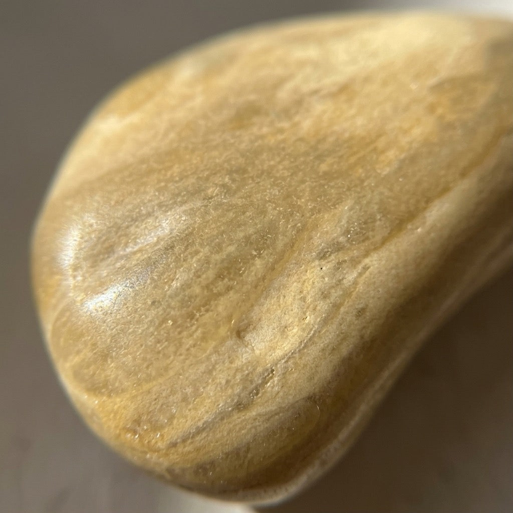 Petrified Wood Worry Stone — Polished Fossil Touchstone, Earth Tones, 33g — main view
