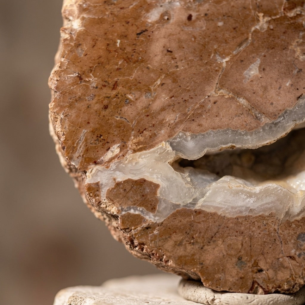 Thunderegg Half — Cut & Polished Interior, White Chalcedony Band, Brown Agate — detail view