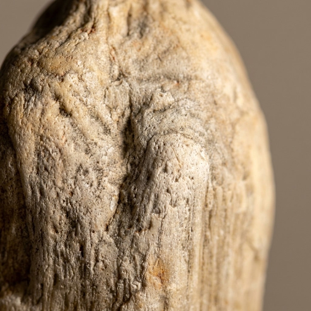 Petrified Wood Specimen — Grain Pattern Preserved in Stone, 266g — detail view
