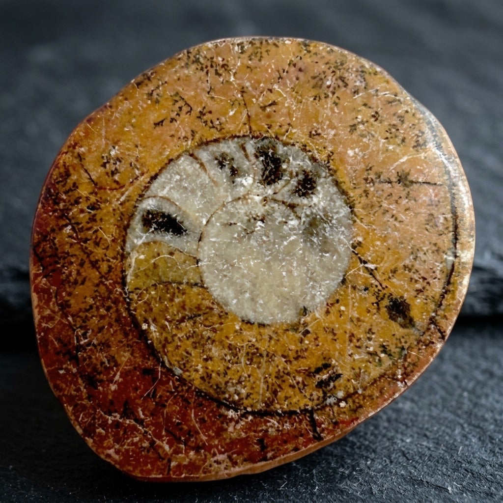 Polished Goniatite Fossil — Ancient Marine Cephalopod, Spiral Chamber Pattern, 9g — detail view