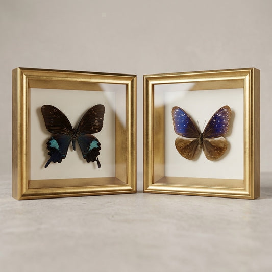 Framed Butterfly Taxidermy Shadow Box Set — main view