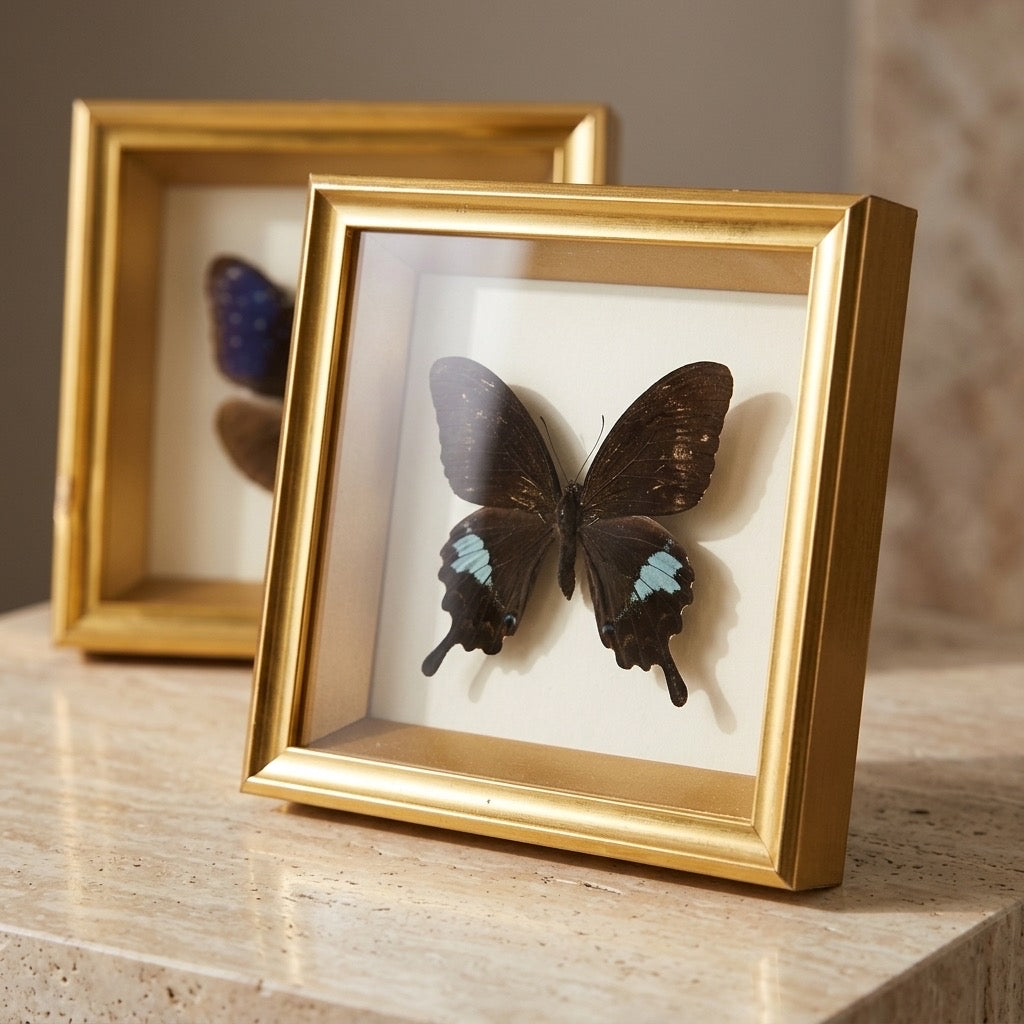 Framed Butterfly Taxidermy Shadow Box Set — detail view