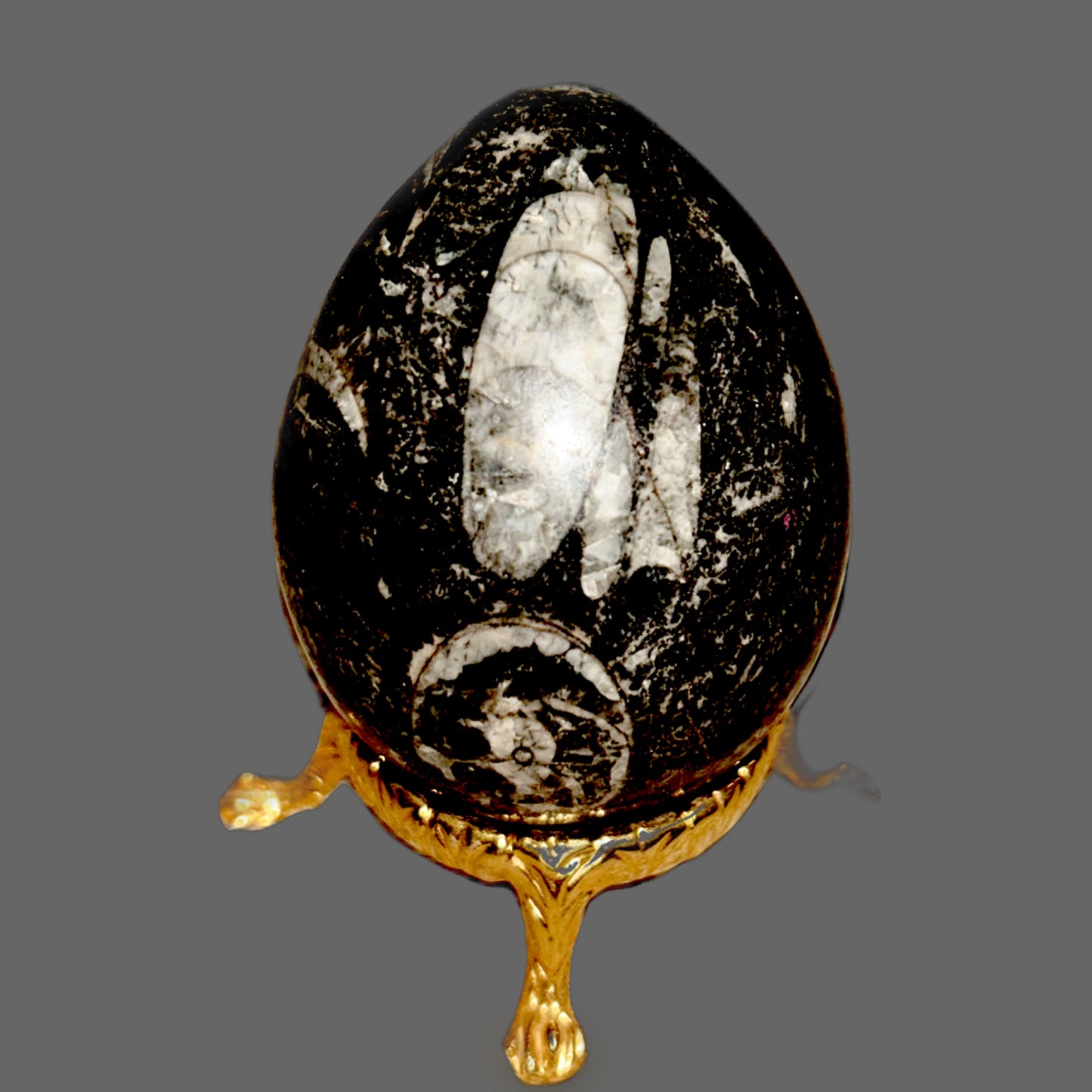 Orthoceras Fossil Egg — Paleozoic Cephalopod in Dark Limestone, Polished, 182g — detail view