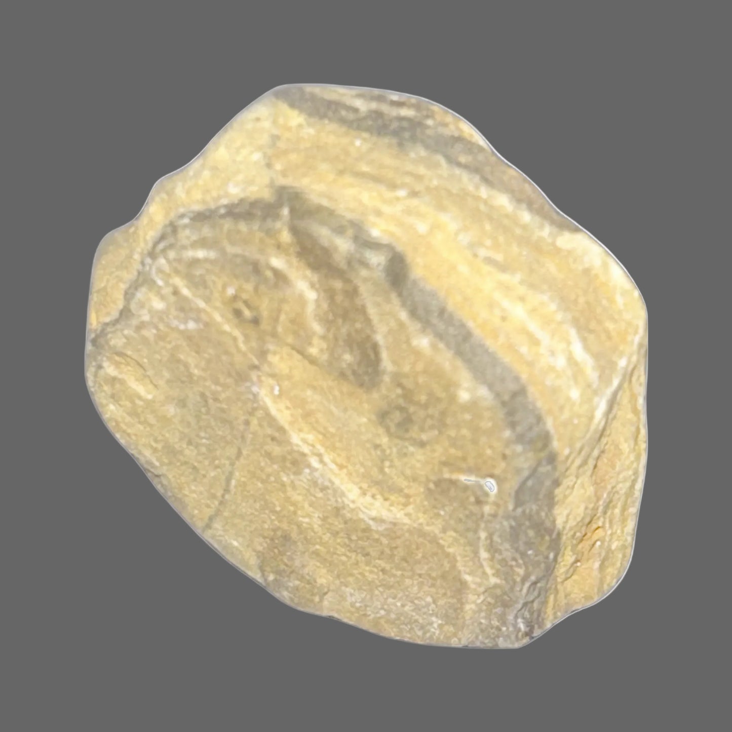 Petrified Wood Specimen — Fossilized Ancient Timber, Agate-Toned, 14g — detail view