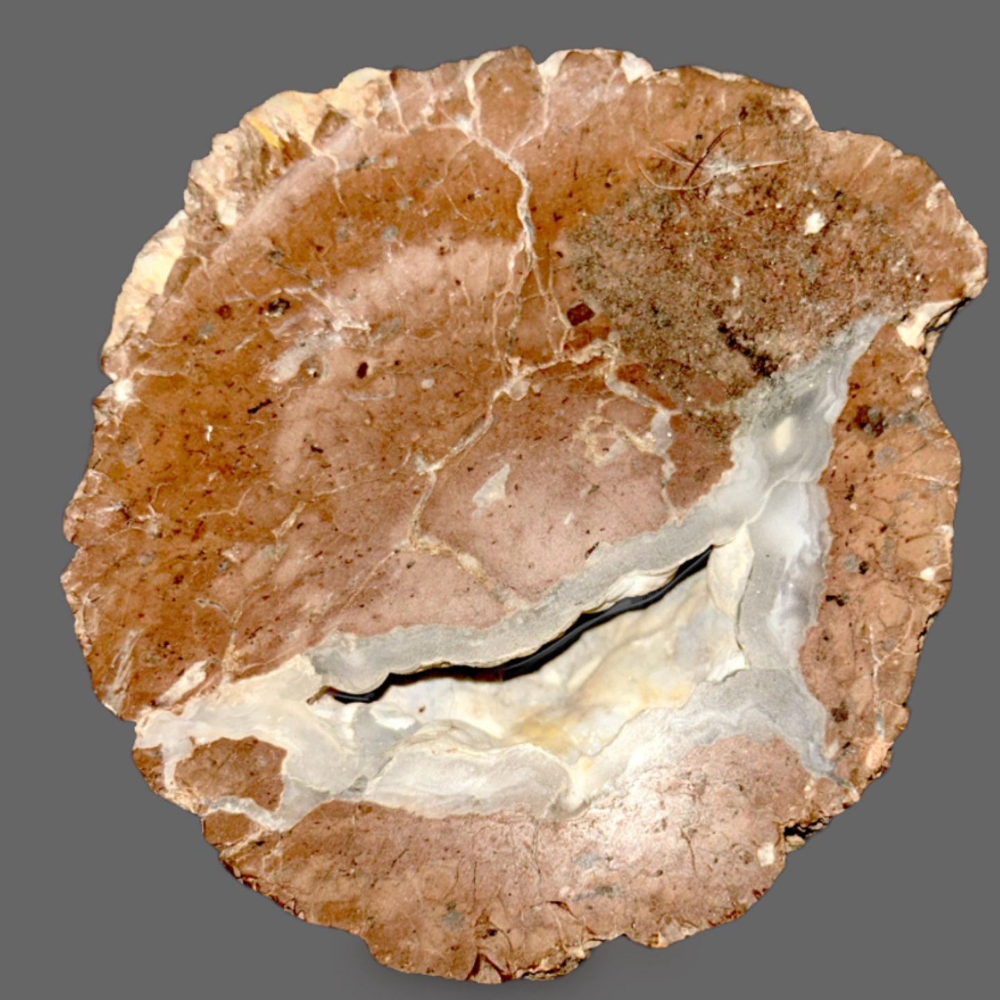 Thunderegg Half — Cut & Polished Interior, White Chalcedony Band, Brown Agate — detail view