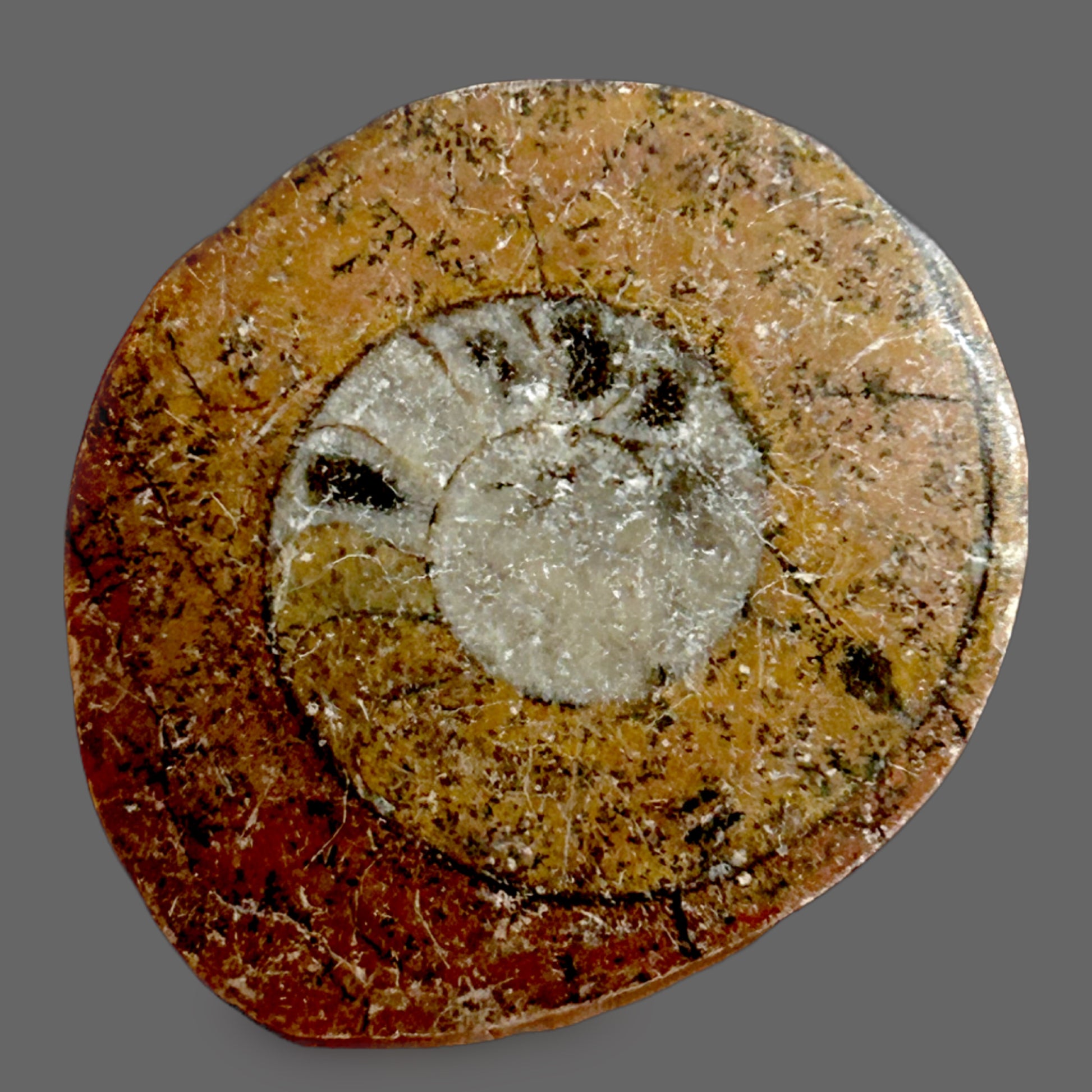 Polished Goniatite Fossil — Ancient Marine Cephalopod, Spiral Chamber Pattern, 9g — detail view