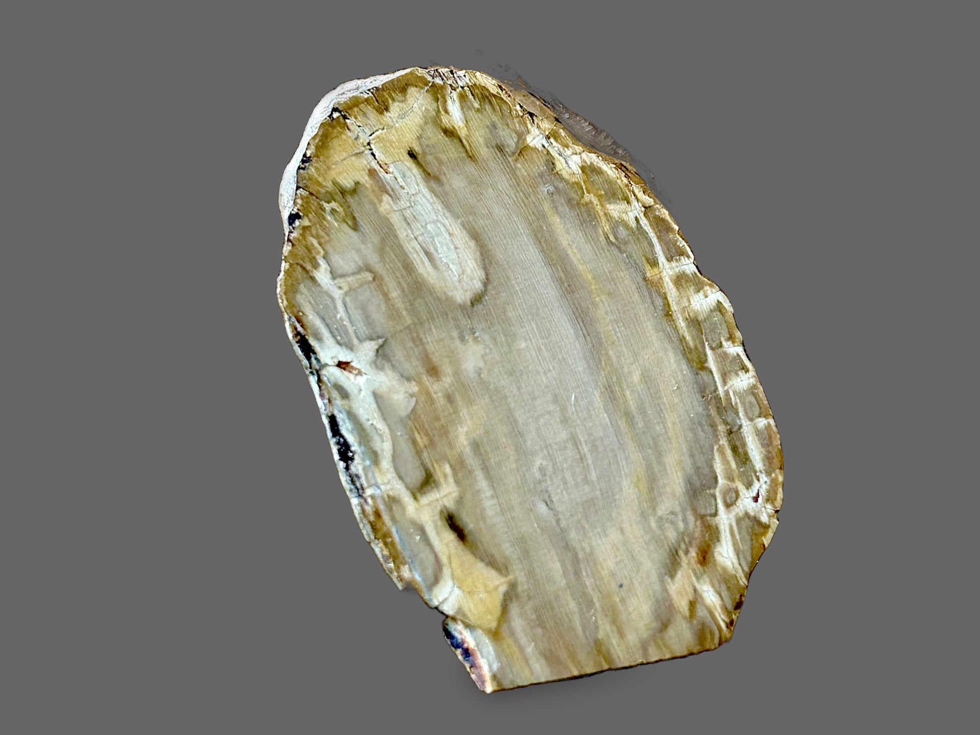 Polished Petrified Wood — Grain & Pattern Preserved in Stone, 86g — detail view