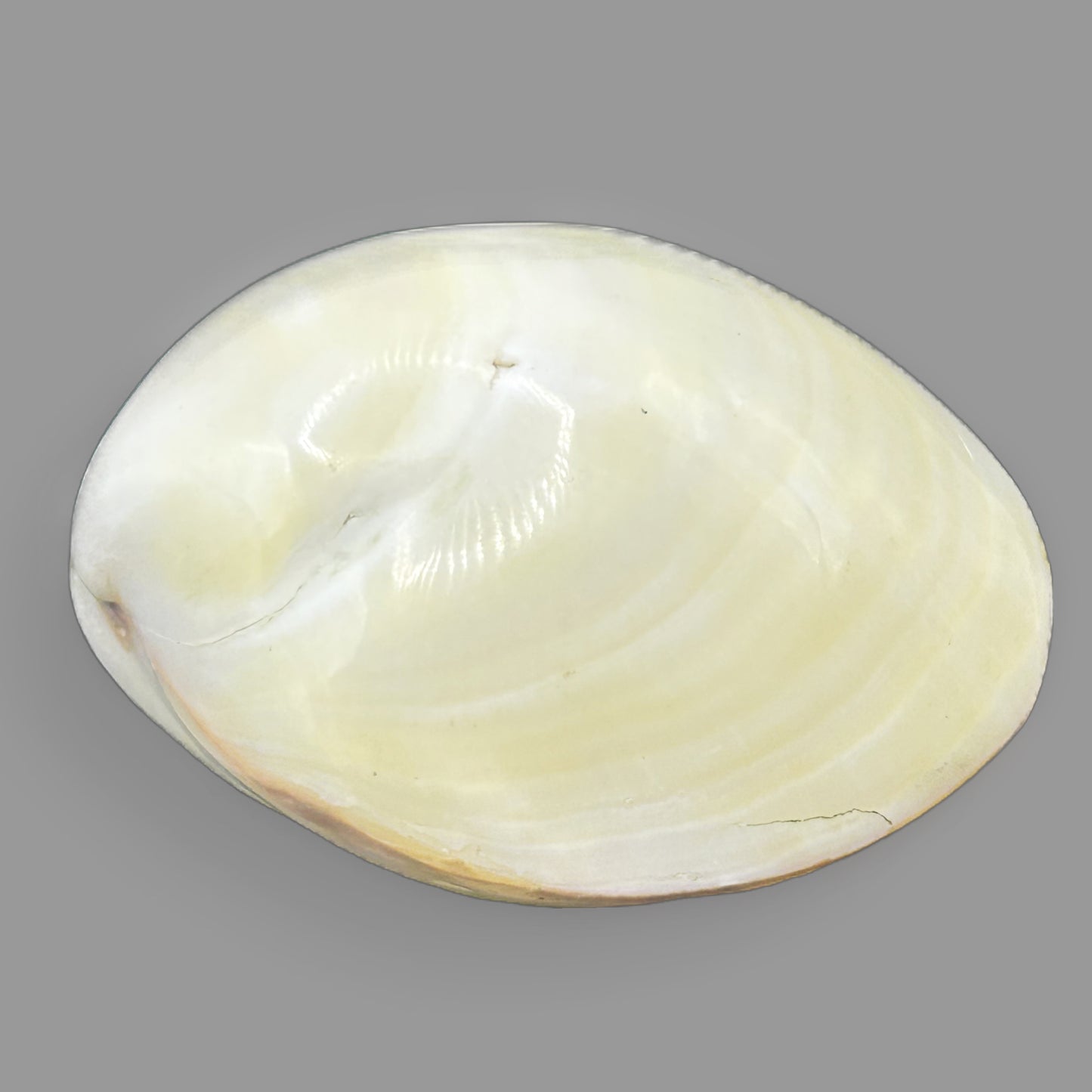 Polished Tiger Clam Shell — Natural Ocean Specimen Display Piece — detail view