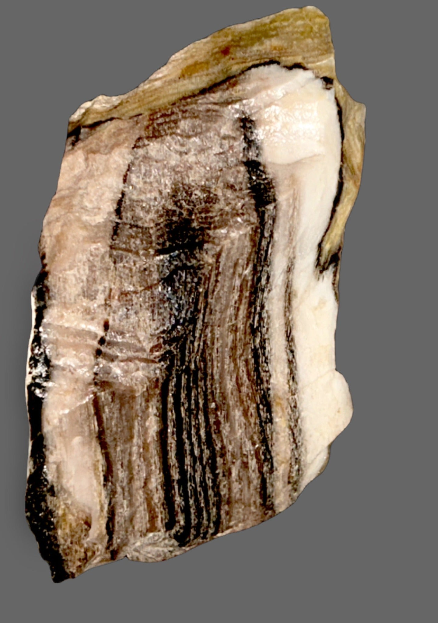 Petrified Wood Specimen — Grain Pattern Preserved in Stone, 267g — main view